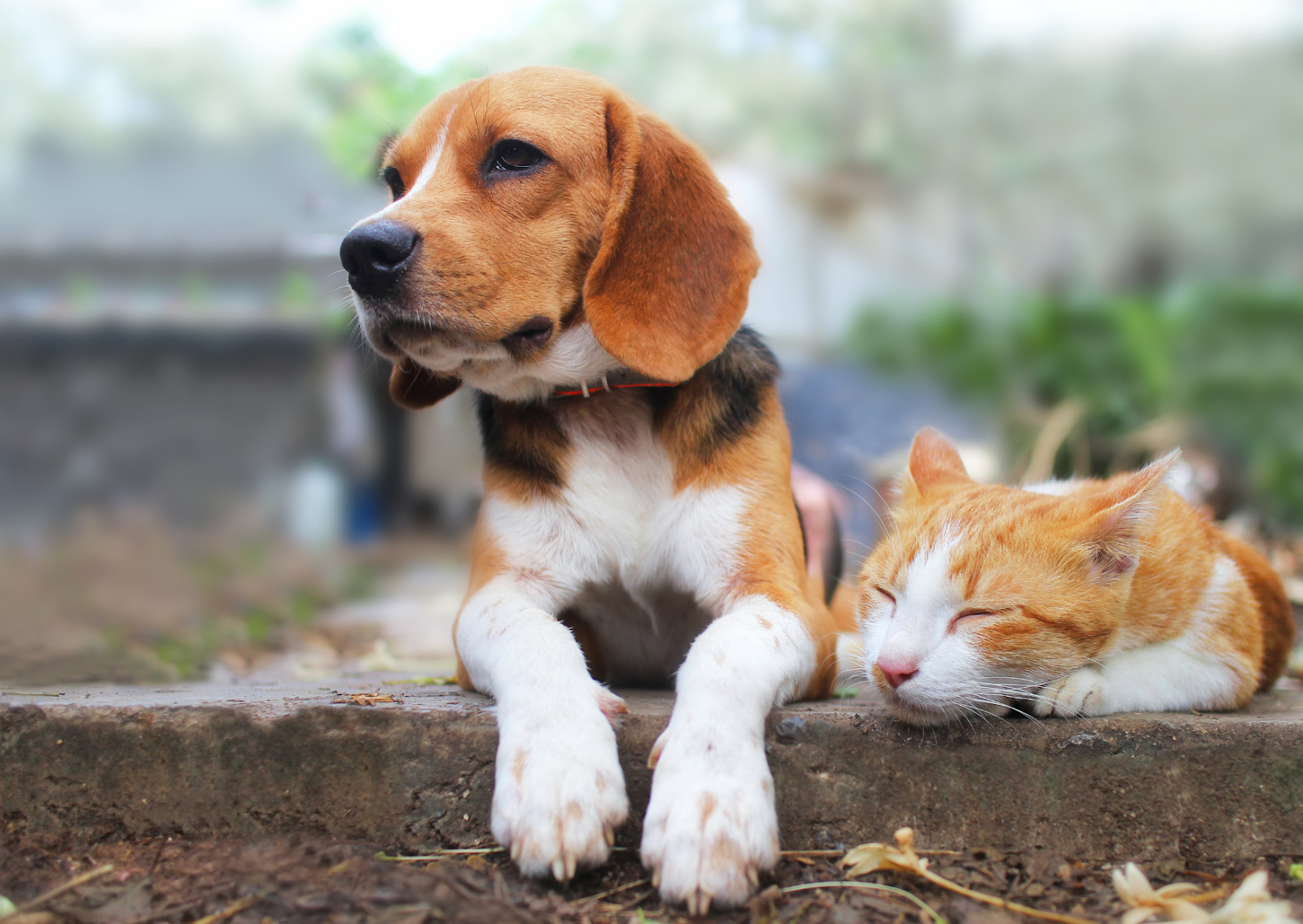 犬と猫の健康検査と予防の重要性